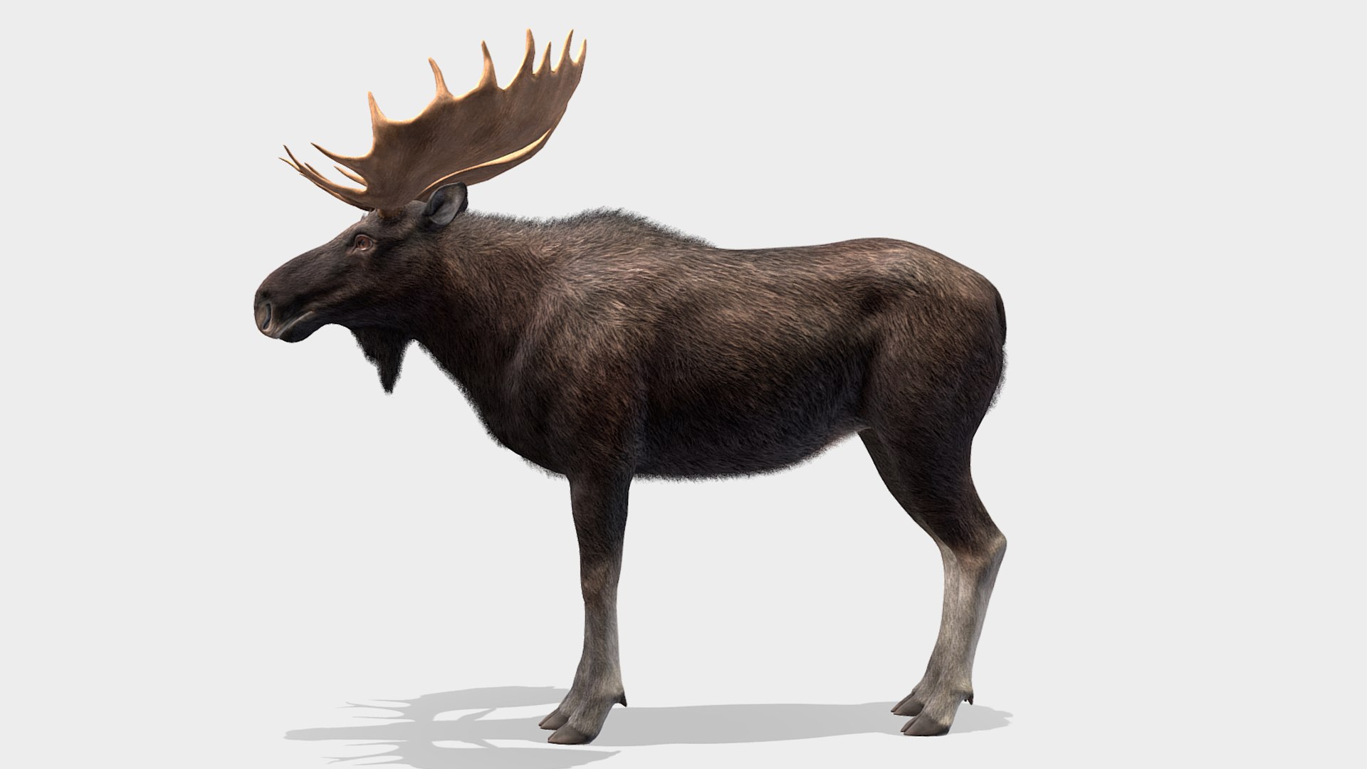 Moose - Bull 3D model https://p.turbosquid.com/ts-thumb/0m/MyoxH7/Mp/r2/png/1696336848/1920x1080/fit_q87/0b06cb5df03bdeee9ea80eb09234c43fe8c9c8c3/r2.jpg