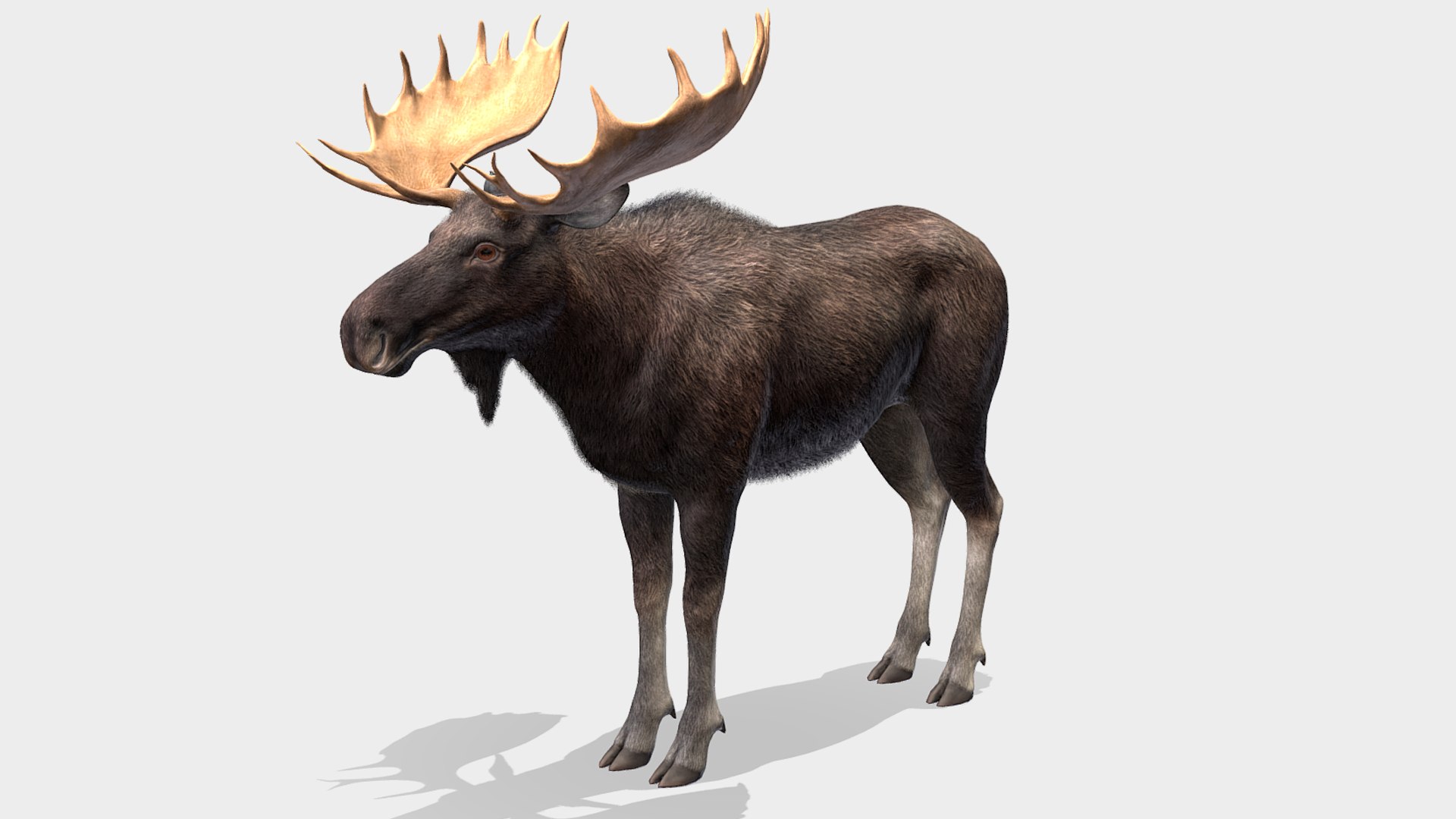 Moose - Bull 3D model https://p.turbosquid.com/ts-thumb/0m/MyoxH7/OQ/r4/png/1696336851/1920x1080/fit_q87/01e55fbca6977327d8cf23a1d5471fddf9de2776/r4.jpg