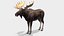 Moose - Bull