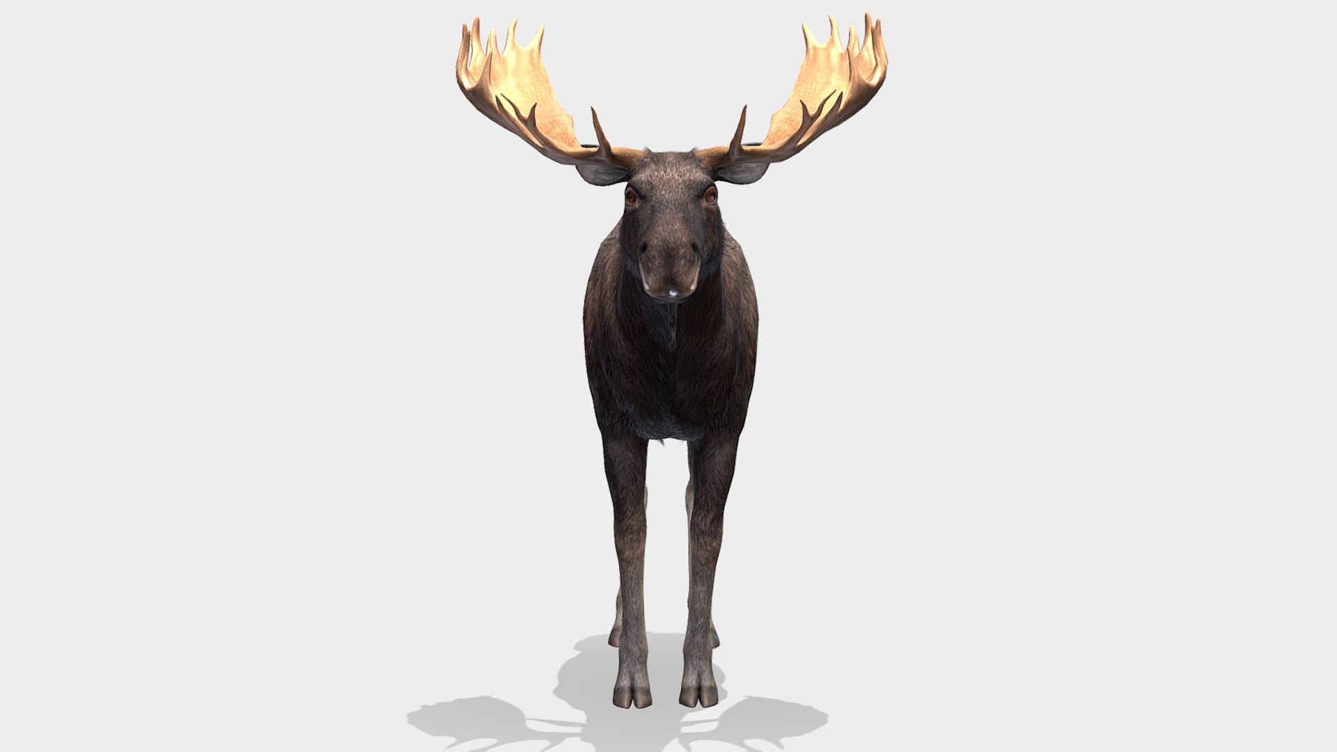 Moose - Bull 3D model https://p.turbosquid.com/ts-thumb/0m/MyoxH7/VO/r3/png/1696336848/1920x1080/fit_q87/d098eaa39b46371dde11cddc898ae4645e39f5f0/r3.jpg