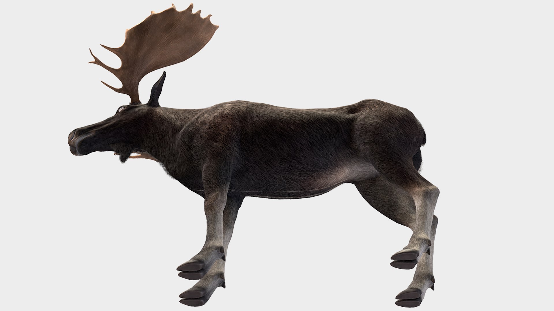 Moose - Bull 3D model https://p.turbosquid.com/ts-thumb/0m/MyoxH7/Z1/r6/png/1696336854/1920x1080/fit_q87/3379970260dc5668f0745c0e05756b8db18eacd3/r6.jpg