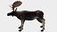 Moose - Bull