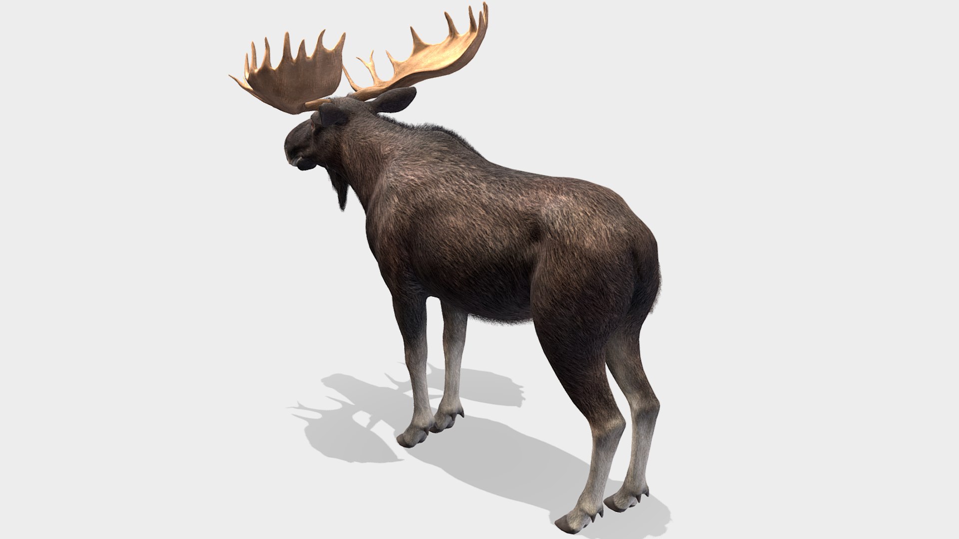 Moose - Bull 3D model https://p.turbosquid.com/ts-thumb/0m/MyoxH7/gm/r5/png/1696336852/1920x1080/fit_q87/5f3bcddb79402dd2027d1c6522081681a979fc11/r5.jpg