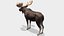 Moose - Bull