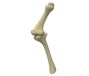 Animal Leg Skeleton