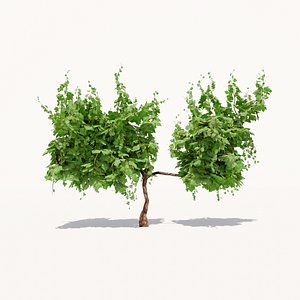 3D model Grapevine Plant 001 Var 003