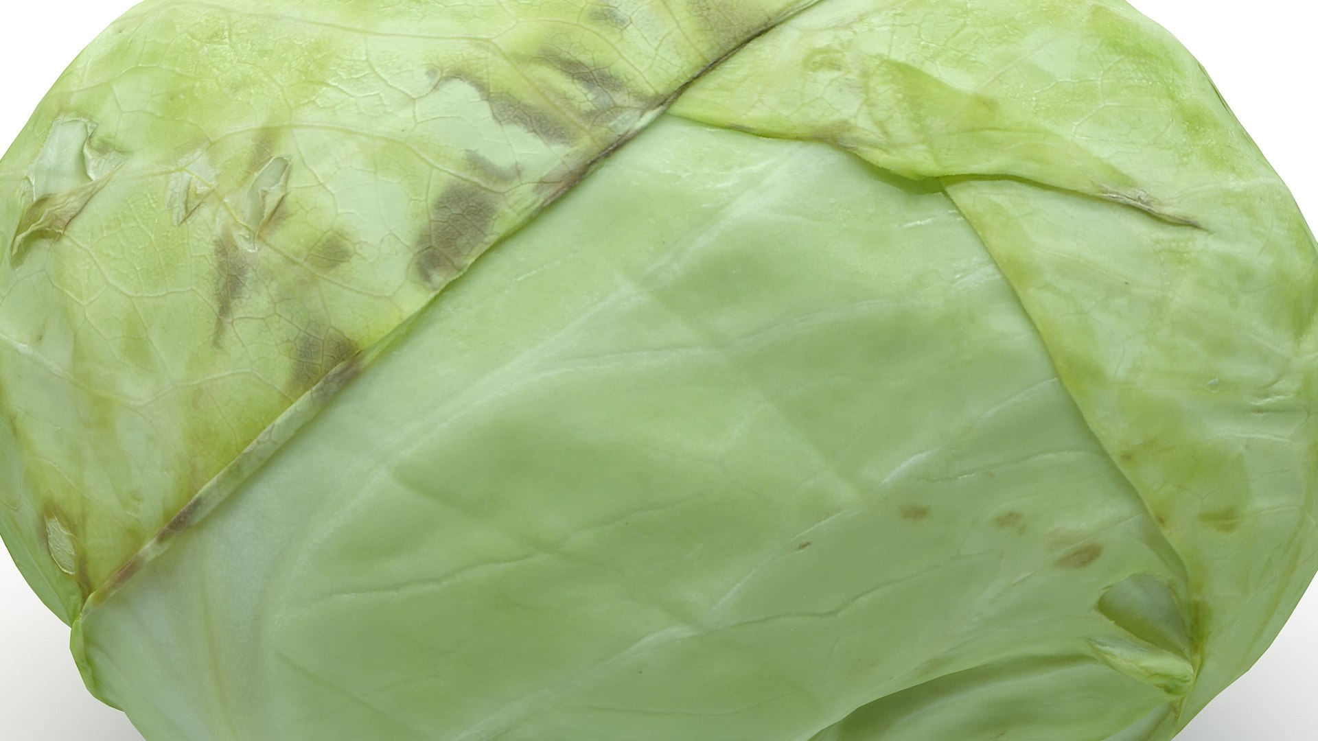 3D Realistic Cabbage - TurboSquid 1548865