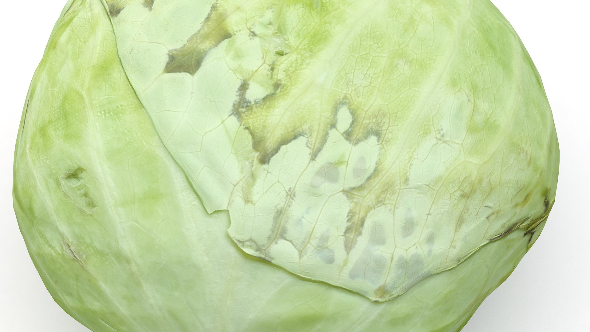 3D Realistic Cabbage - TurboSquid 1548865