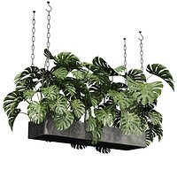 plant vol 1056 - hanging - monstera - leaf