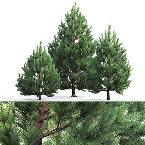 3D model pines sylvestris