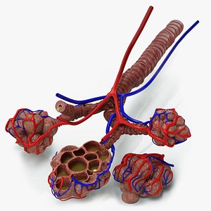 3D bronchitis alveoli mucus lungs