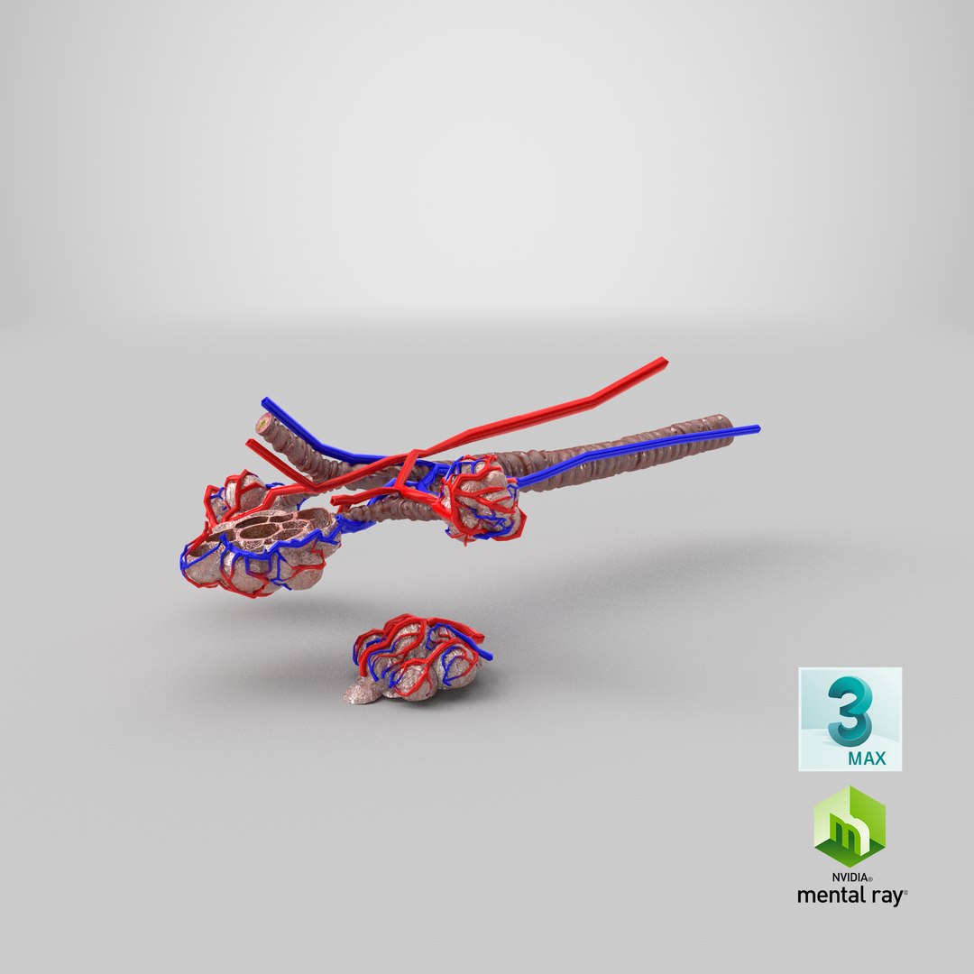 3D bronchitis alveoli mucus lungs - TurboSquid 1663222