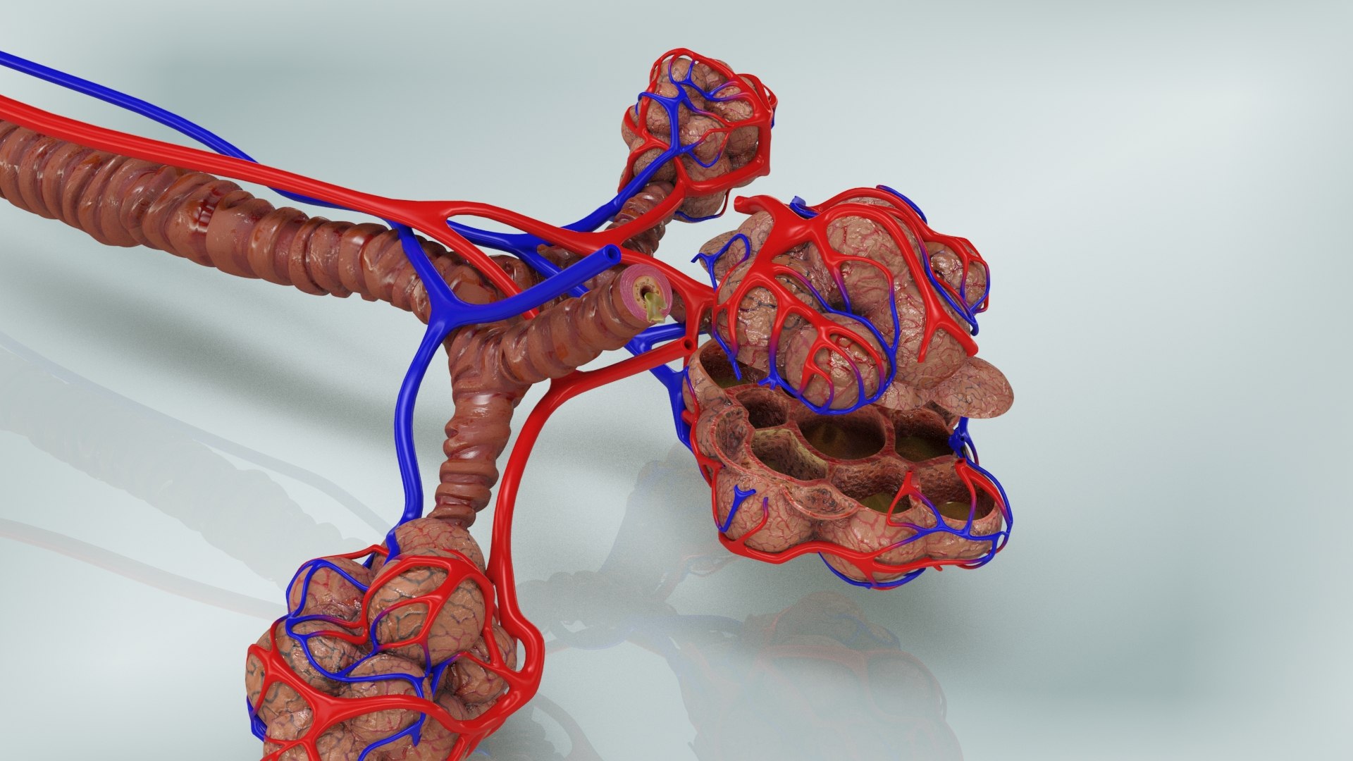 3D Bronchitis Alveoli Mucus Lungs - TurboSquid 1663222