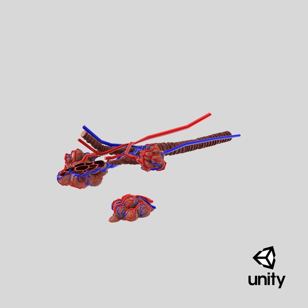 3D bronchitis alveoli mucus lungs - TurboSquid 1663222