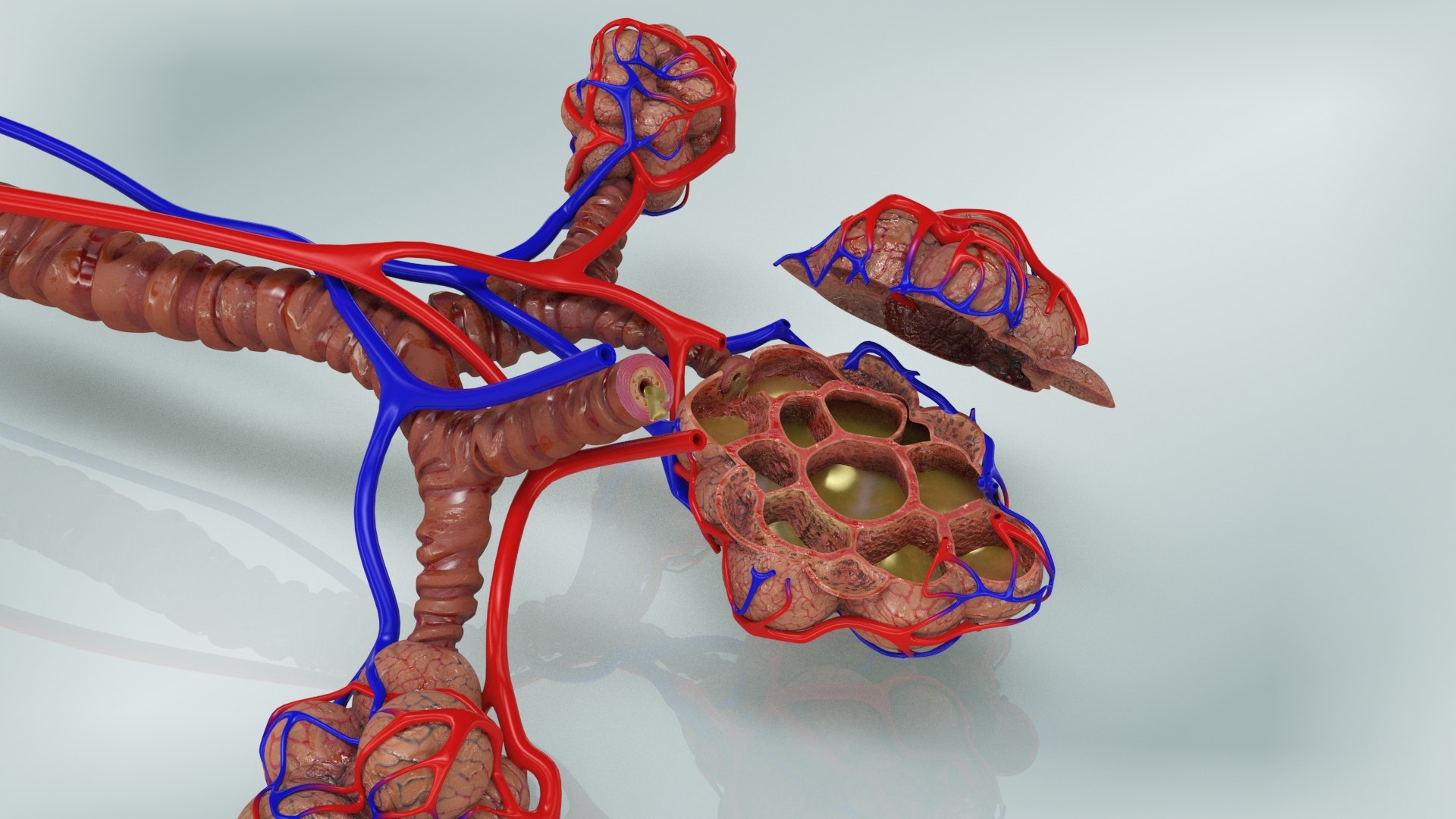 3D Bronchitis Alveoli Mucus Lungs - TurboSquid 1663222