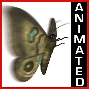 ma moth animation