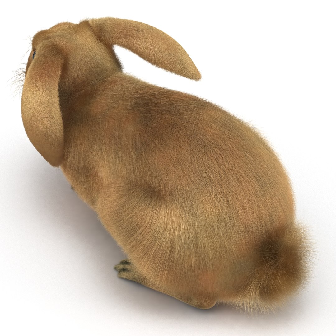 rabbit pose 2 3d model https://p.turbosquid.com/ts-thumb/0n/KNtnT4/1kmtRh3H/rabbit3dmodel12/jpg/1458110741/1920x1080/fit_q87/75349149c6fe5cffde78c2f99f6d58d52d05a5cc/rabbit3dmodel12.jpg