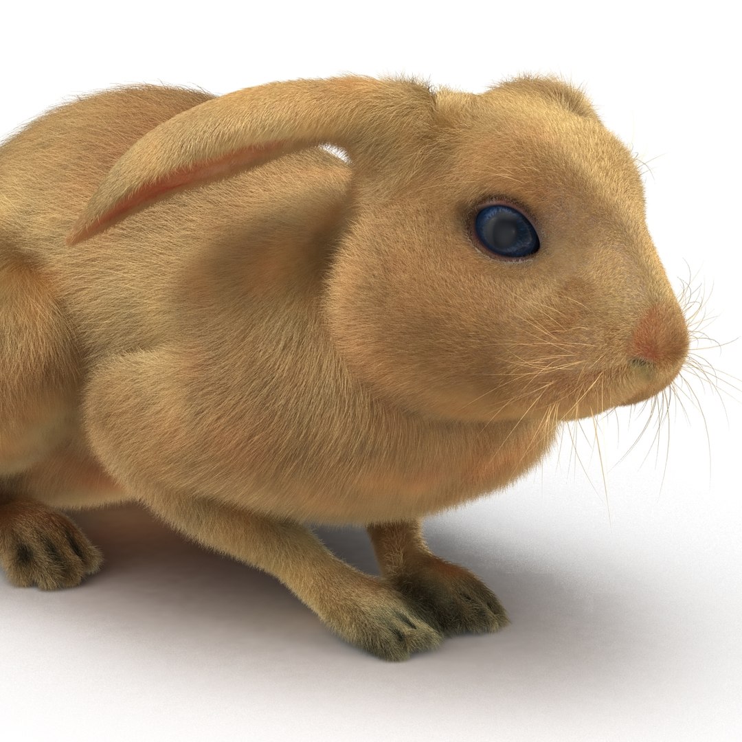 Rabbit Pose 2 3d Model