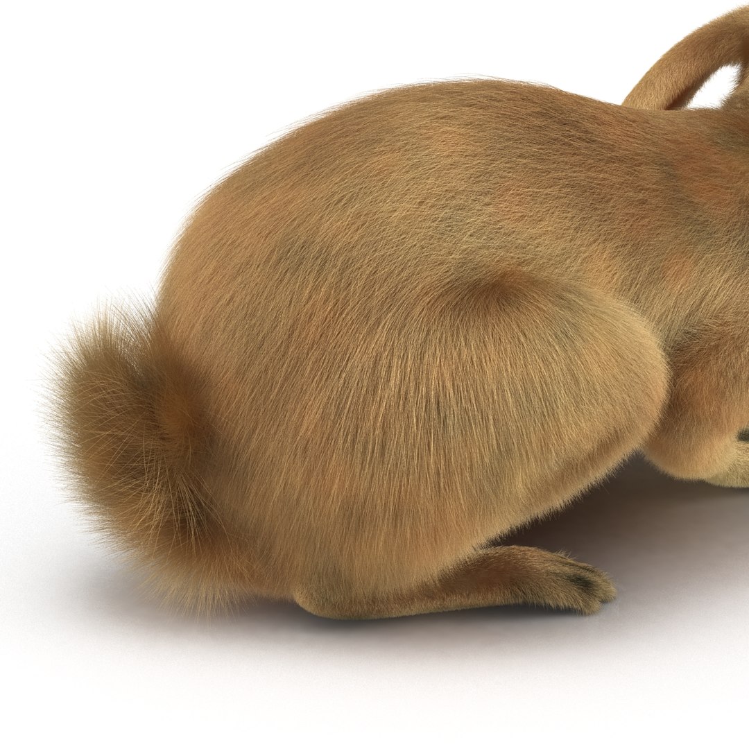 rabbit pose 2 3d model https://p.turbosquid.com/ts-thumb/0n/KNtnT4/8QBVohJu/rabbit3dmodel15/jpg/1458110741/1920x1080/fit_q87/255b84d1c71ea053654cd36beec103f60cc46f8e/rabbit3dmodel15.jpg