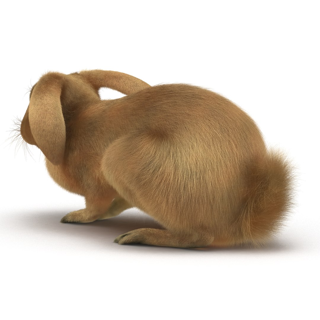 rabbit pose 2 3d model https://p.turbosquid.com/ts-thumb/0n/KNtnT4/8hravMlp/rabbit3dmodel05/jpg/1458110740/1920x1080/fit_q87/d006b8d47cb469f41b4292b4383e736a385099bc/rabbit3dmodel05.jpg