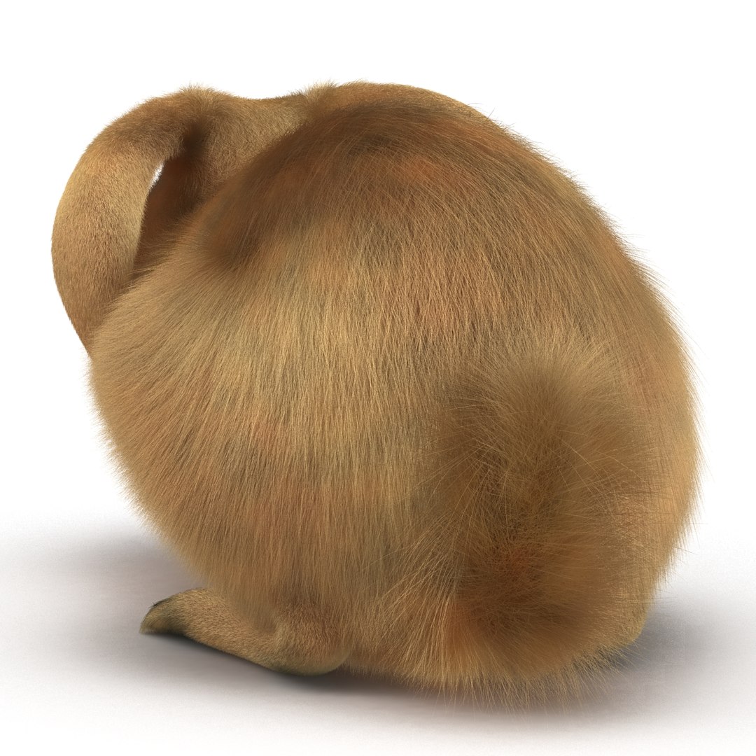 rabbit pose 2 3d model https://p.turbosquid.com/ts-thumb/0n/KNtnT4/AHPGJ33t/rabbit3dmodel10/jpg/1458110741/1920x1080/fit_q87/cb1feb24b4069c9790f454adf036673d6806ada3/rabbit3dmodel10.jpg