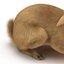 Rabbit Pose 2 3D Model