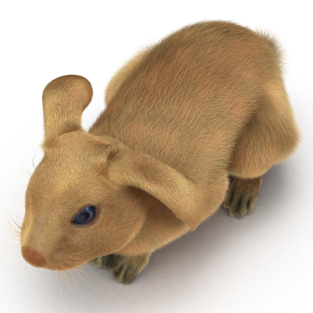 rabbit pose 2 3d model https://p.turbosquid.com/ts-thumb/0n/KNtnT4/PiFS73qB/rabbit3dmodel11/jpg/1458110741/1920x1080/fit_q87/e474dbeb7e3d3636ee03d4b19ebc6f131eaa4b03/rabbit3dmodel11.jpg