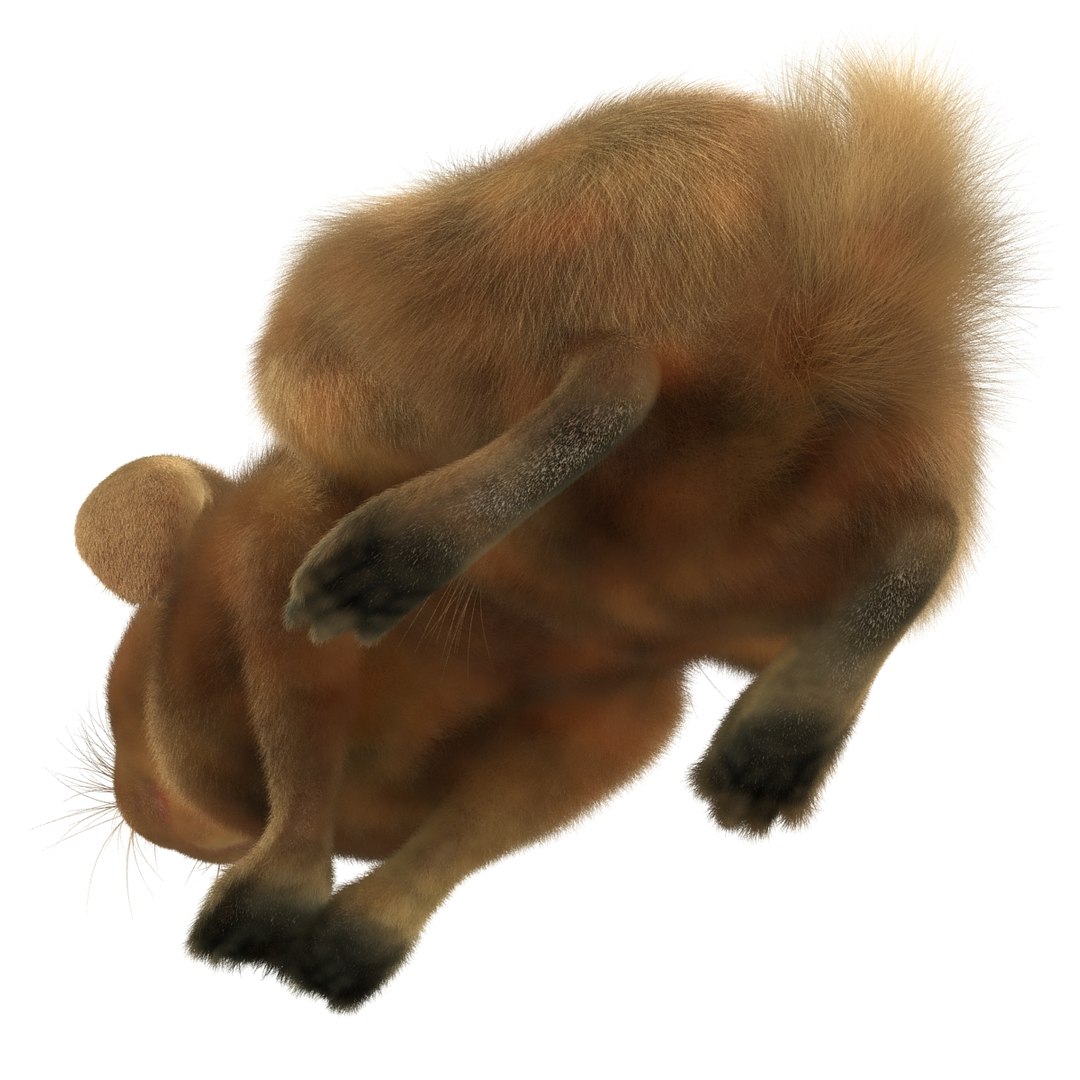 rabbit pose 2 3d model https://p.turbosquid.com/ts-thumb/0n/KNtnT4/QznXPVhD/rabbit3dmodel13/jpg/1458110741/1920x1080/fit_q87/6caef4e7cd0ded709c4bfa0f2fa97909cdfaea73/rabbit3dmodel13.jpg
