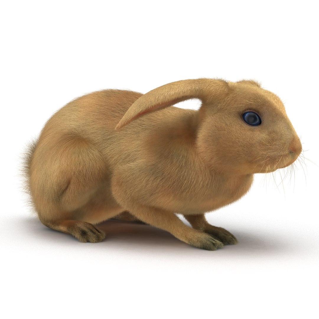 rabbit pose 2 3d model https://p.turbosquid.com/ts-thumb/0n/KNtnT4/cOkEVFyi/rabbit3dmodel03/jpg/1458110740/1920x1080/fit_q87/ea99b3915f97a835c2606419a206588fa36b66ca/rabbit3dmodel03.jpg