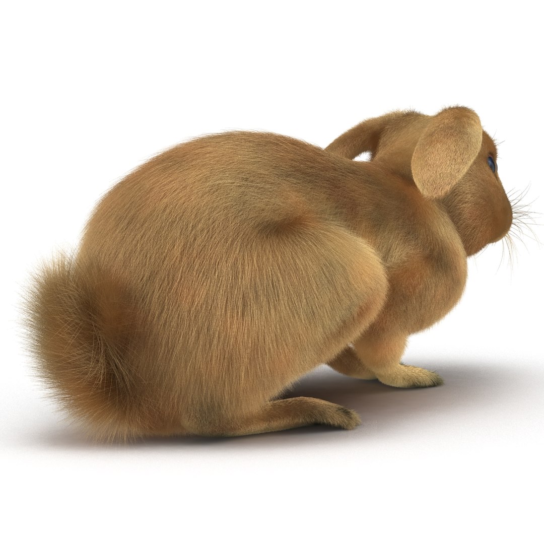 rabbit pose 2 3d model https://p.turbosquid.com/ts-thumb/0n/KNtnT4/epr9bcE3/rabbit3dmodel06/jpg/1458110740/1920x1080/fit_q87/993bb4cc94b6bb12c10155450fd2453416c89aa1/rabbit3dmodel06.jpg