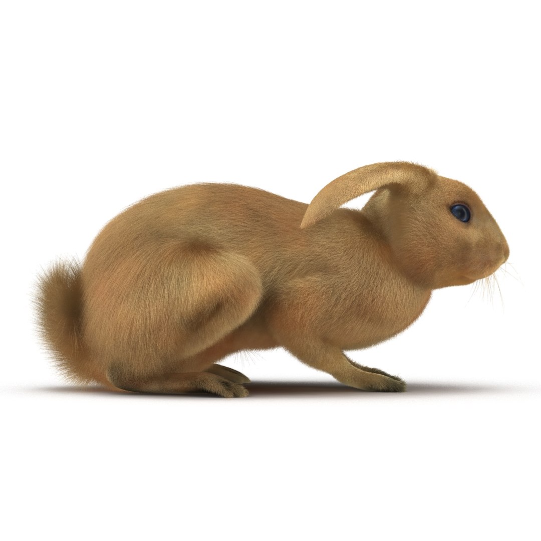 rabbit pose 2 3d model https://p.turbosquid.com/ts-thumb/0n/KNtnT4/gISMkqMz/rabbit3dmodel07/jpg/1458110741/1920x1080/fit_q87/b45e35c39469408930517f99200963cab8e929da/rabbit3dmodel07.jpg