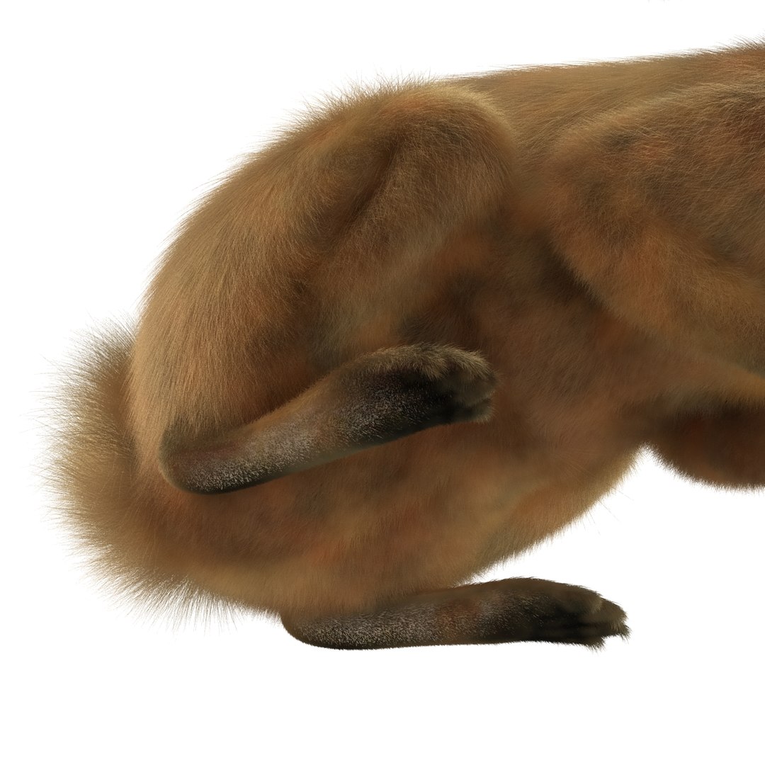 rabbit pose 2 3d model https://p.turbosquid.com/ts-thumb/0n/KNtnT4/guAtAPph/rabbit3dmodel17/jpg/1458110742/1920x1080/fit_q87/405aa567584dc9e3816904bfdf9ea2bde972a378/rabbit3dmodel17.jpg
