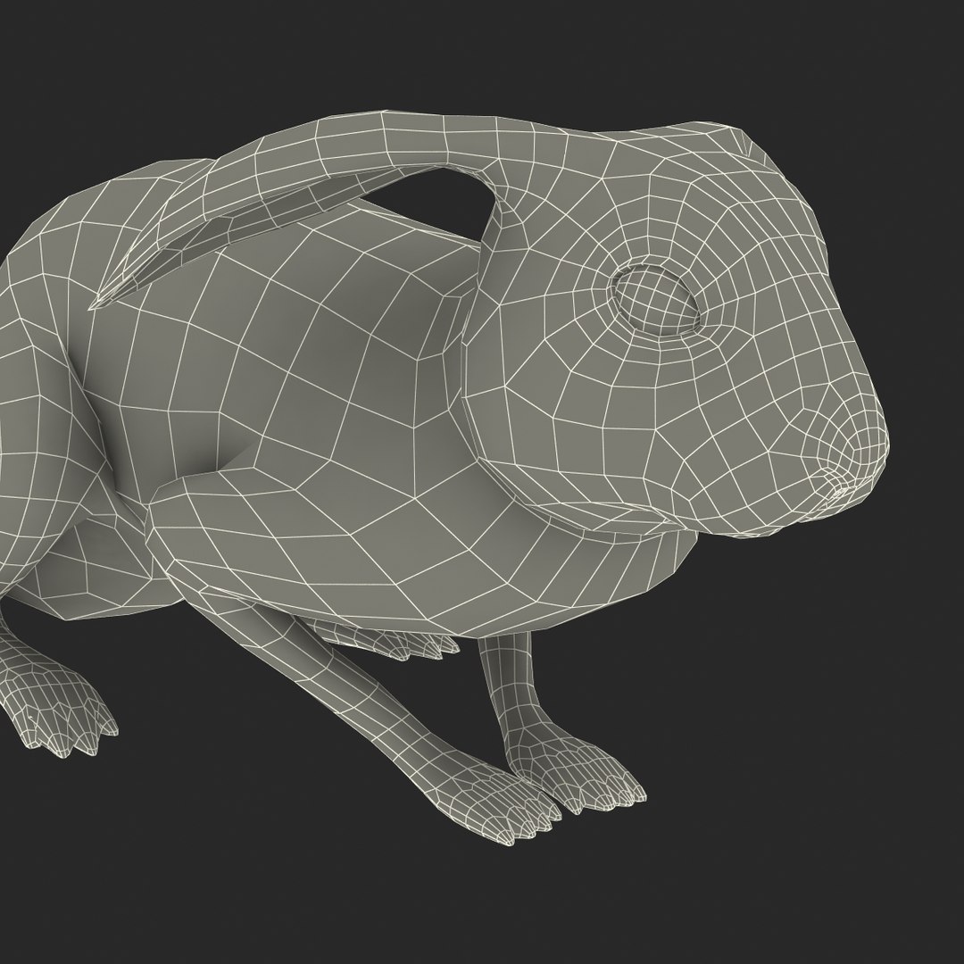 rabbit pose 2 3d model https://p.turbosquid.com/ts-thumb/0n/KNtnT4/mUz2My6t/rabbit3dmodel34/jpg/1458110743/1920x1080/fit_q87/70a3e67ce74e81f1e34f436fec83ee7b2d18277b/rabbit3dmodel34.jpg