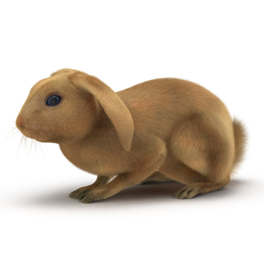 rabbit pose 2 3d model https://p.turbosquid.com/ts-thumb/0n/KNtnT4/vmM0ojVS/rabbit3dmodel04/jpg/1458110740/1920x1080/fit_q87/727b95cbafc16ac5ae16e3925aaa5210dd54bca3/rabbit3dmodel04.jpg