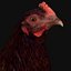 Hen
