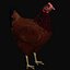 Hen