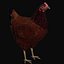 Hen