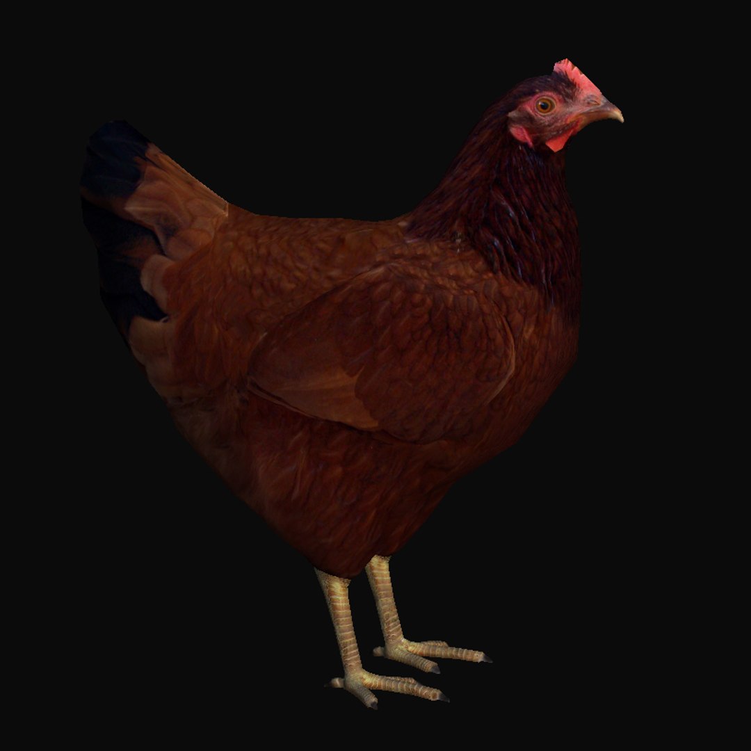 3d hen model https://p.turbosquid.com/ts-thumb/0n/LfT8IH/rzQrKuVi/hen3/jpg/1262063119/1920x1080/fit_q87/9587e4f9bb27280568355568ce15ec0c4e3d3f10/hen3.jpg