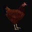 Hen