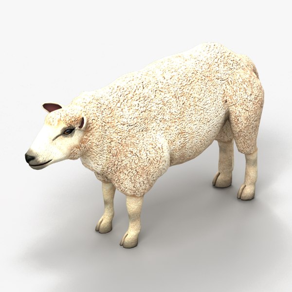 Lamb 3d Models For Download 