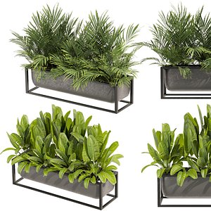 3D Collection plant vol 466 indoor palm banana 3dsmax cinema 4d