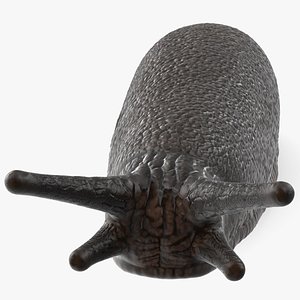 Garden Slug Rigged model