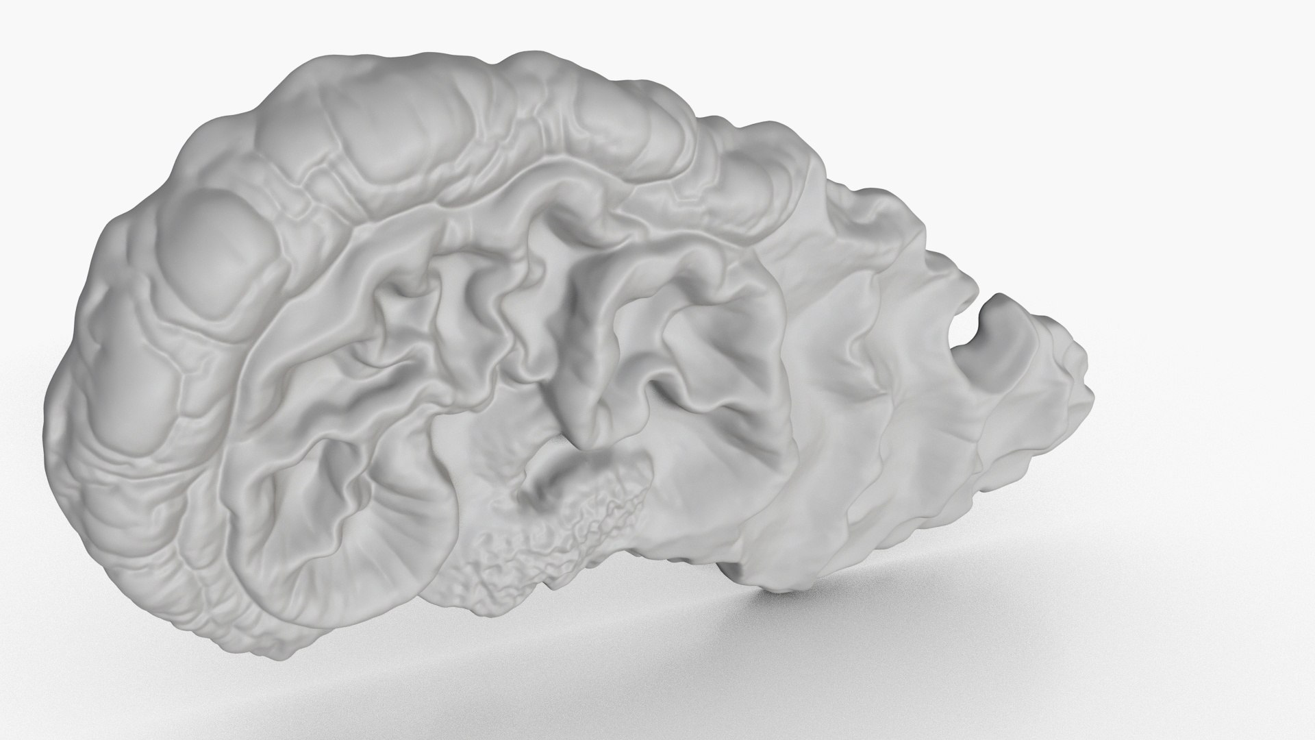 3D Fungus Fossil 14 model https://p.turbosquid.com/ts-thumb/0n/WlwDAQ/aU/2_fungusfossil14_fullquality_00004/jpg/1730248635/1920x1080/fit_q87/2cd432f8163abee25336a6ccef6a60e87b370d6f/2_fungusfossil14_fullquality_00004.jpg