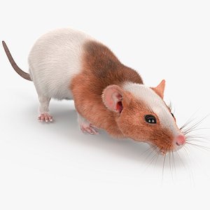 Running Rat Fur Animated Rigged model