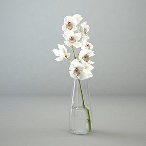 Orchid in glass vase