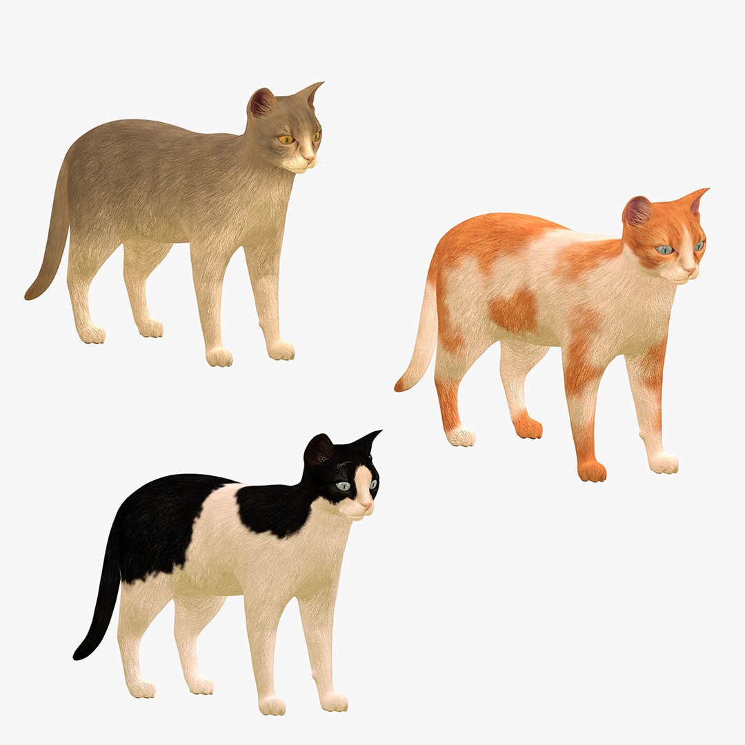 CAT COLLECTION 1 3D - TurboSquid 1863732