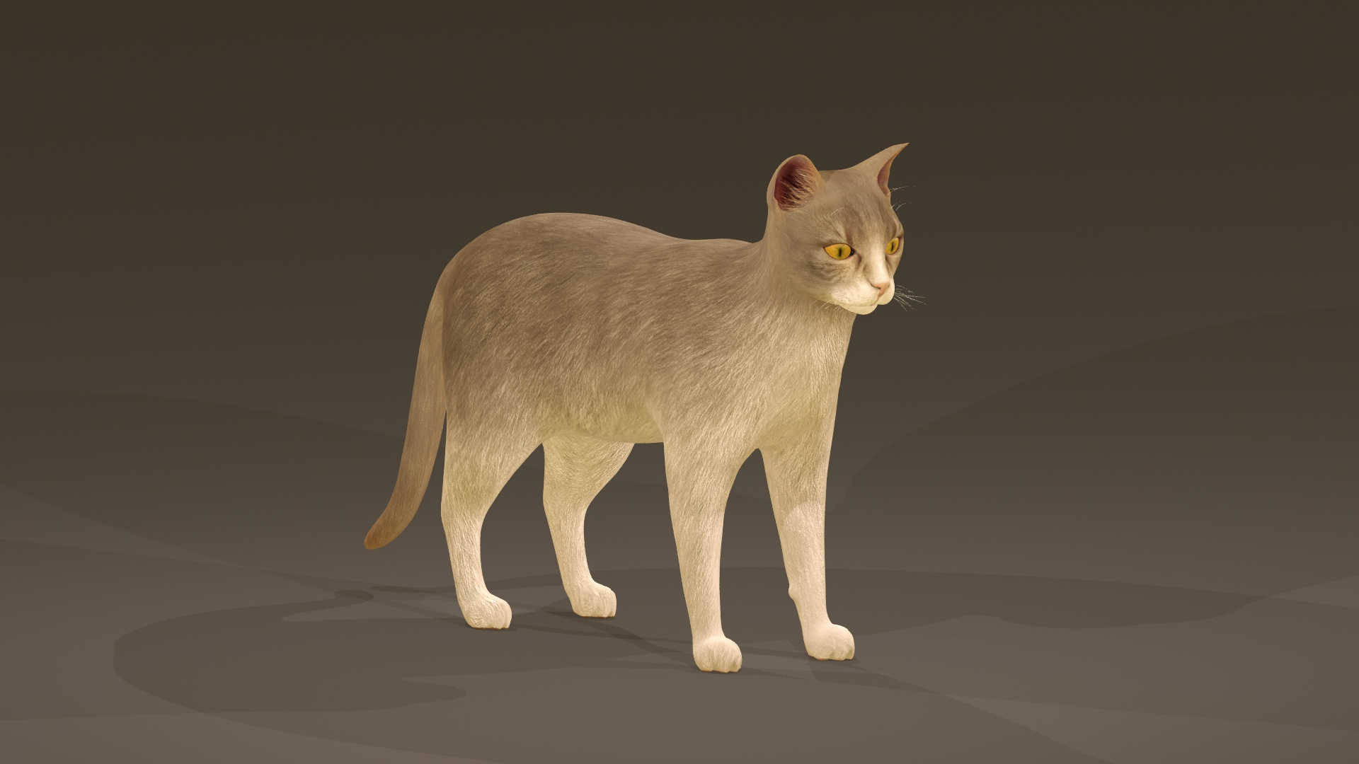 CAT COLLECTION 1 3D - TurboSquid 1863732