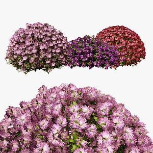 Aster flowers 3D model