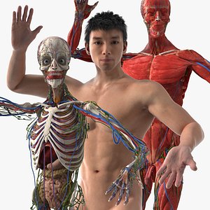 3D Male Full Body Anatomy Asian Rigged for Cinema 4D