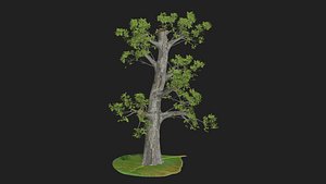 Old tree 3D